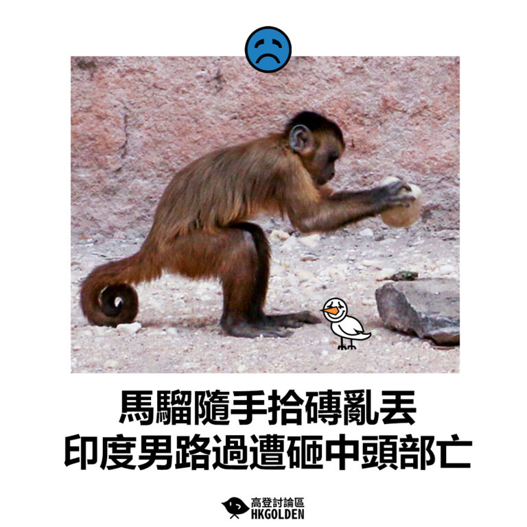【馬騮隨手拾磚亂丟 印度男路過遭砸中頭部亡】