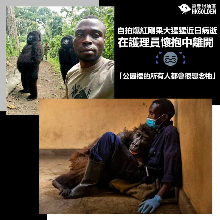 【自拍爆紅剛果大猩猩近日病逝  在護理員懷抱中離開】