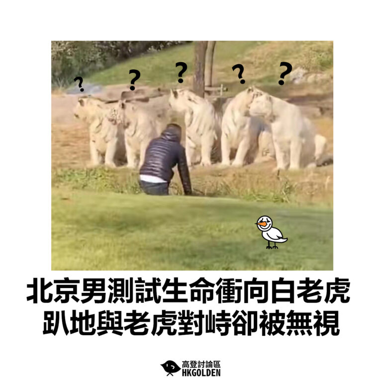 【北京男測試生命衝向白老虎  趴地與老虎對峙卻被無視】