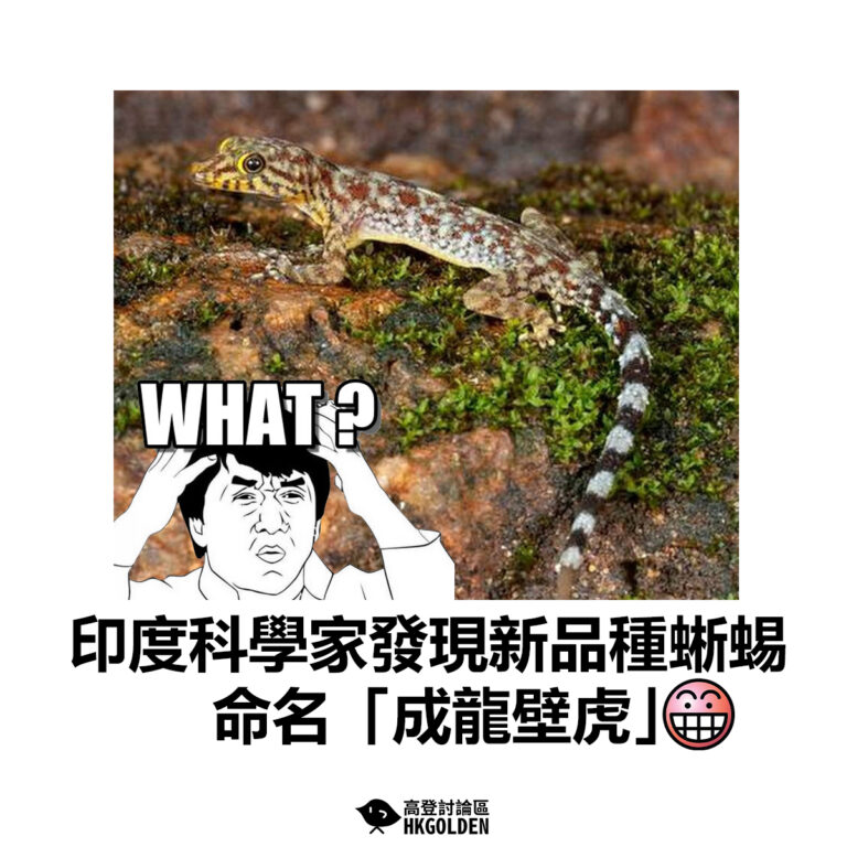 【印度科學家發現新品種蜥蜴  命名「成龍壁虎」】