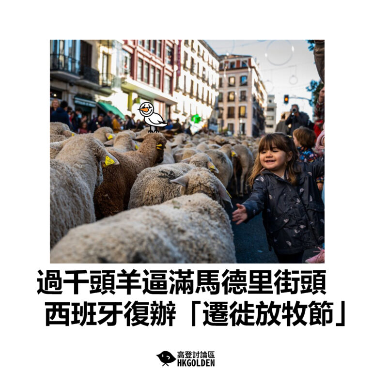 【過千頭羊逼滿馬德里街頭 西班牙復辦「遷徙放牧節」】