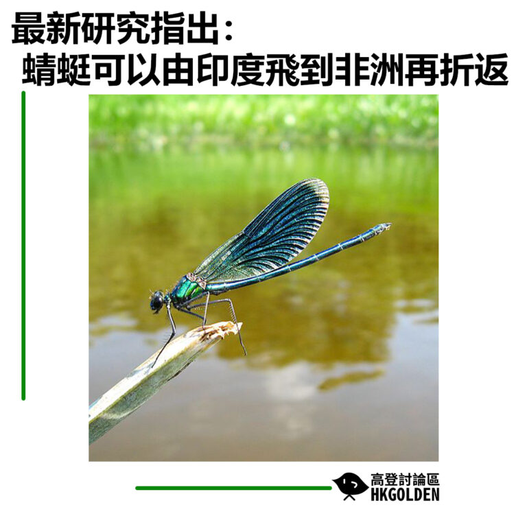 【最新研究指出：蜻蜓可以由印度飛到非洲再折返】
