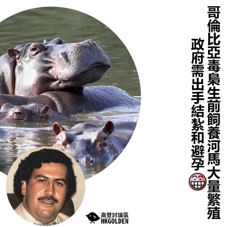 【哥倫比亞毒梟生前飼養河馬大量繁殖 政府需出手結紮和避孕】