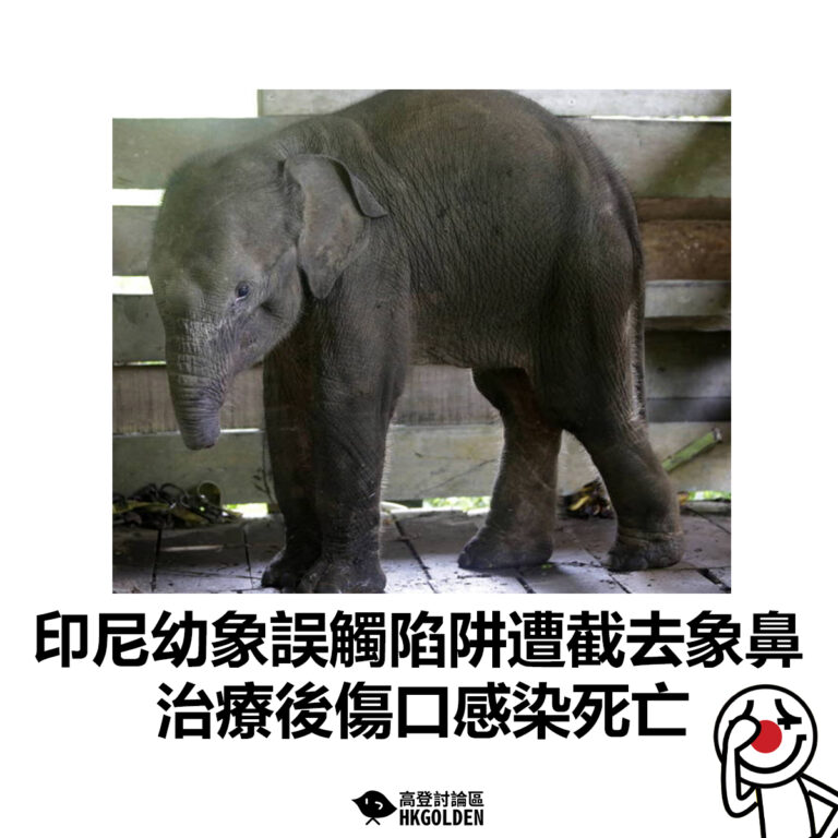 【印尼幼象誤觸陷阱遭截去象鼻  治療後傷口感染死亡】