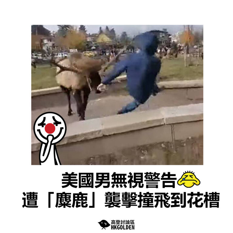 【美國男無視警告  遭「麋鹿」襲擊撞飛到花槽】