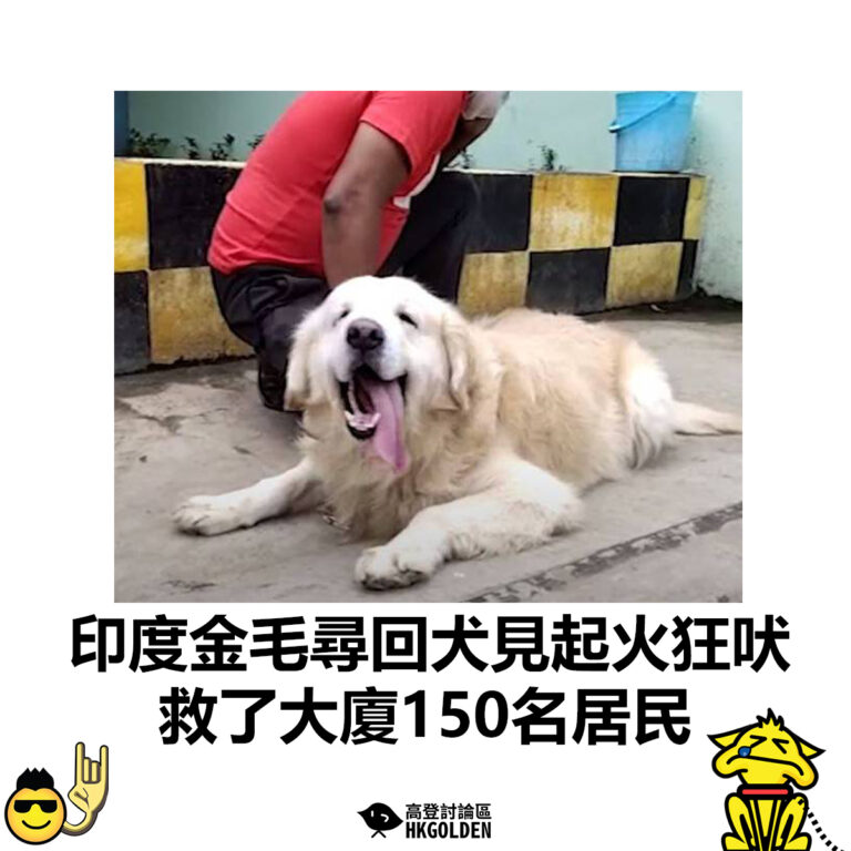 【印度金毛尋回犬見起火狂吠 救了大廈150名居民】