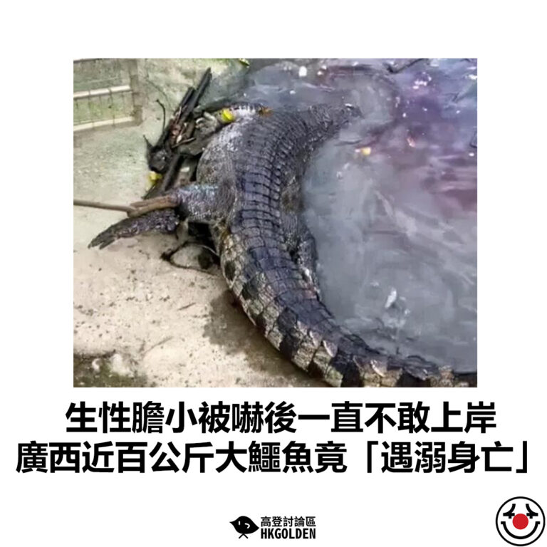 【生性膽小被嚇後一直不敢上岸 廣西近百公斤大鱷魚竟「遇溺身亡」?】
