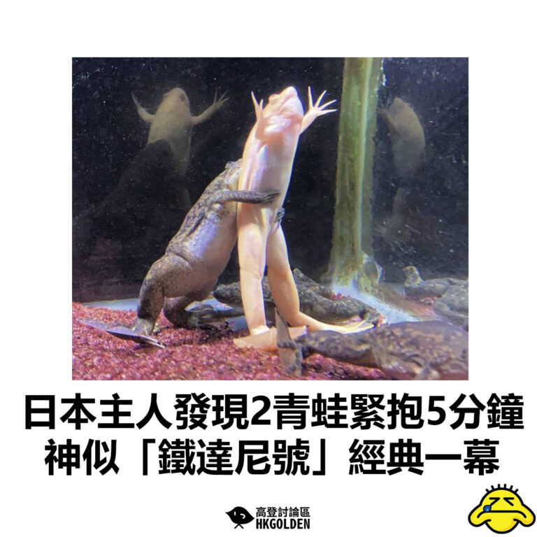 【日本主人發現2青蛙緊抱5分鐘 神似「鐵達尼號」經典一幕】