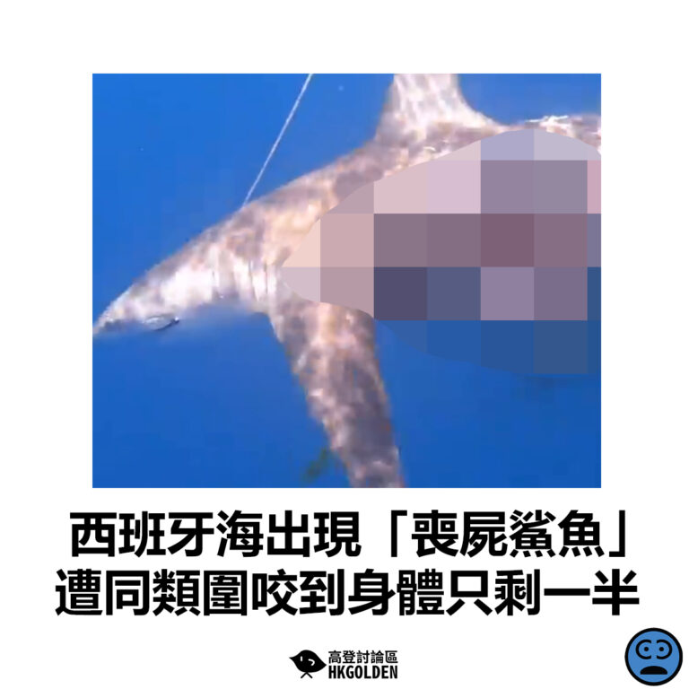 【 西班牙海出現「喪屍鯊魚」  遭同類圍咬到身體只剩一半】