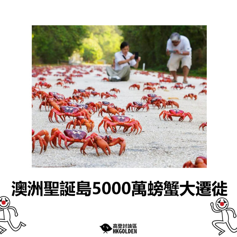 【澳洲聖誕島5000萬螃蟹大遷徙】