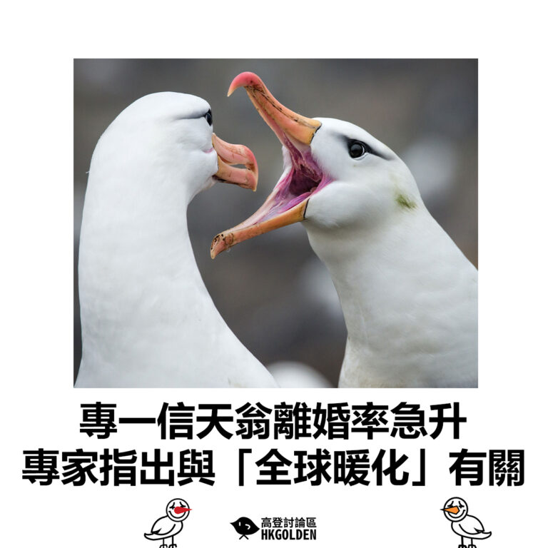 【專一信天翁離婚率急升  專家指出與「全球暖化」有關】