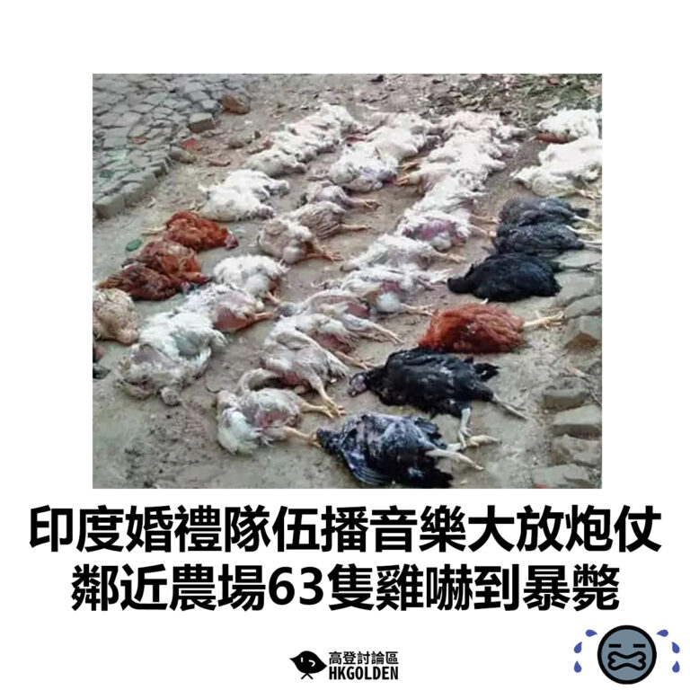 【印度婚禮隊伍播音樂大放炮仗  鄰近農場63隻雞嚇到暴斃】