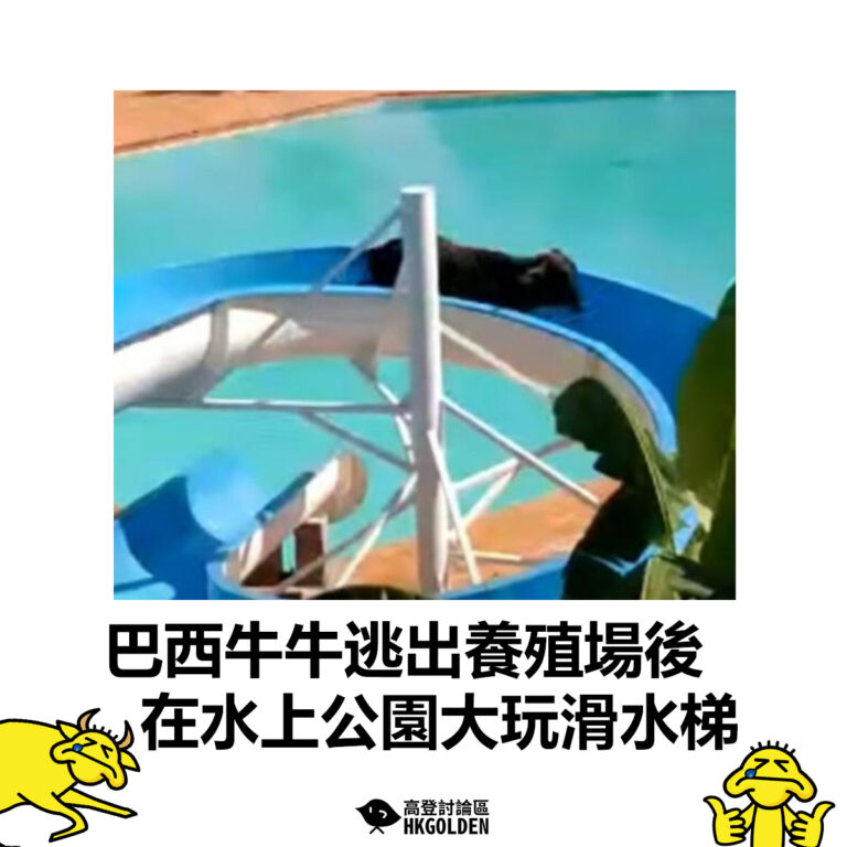 【巴西牛牛逃出養殖場後  在水上公園大玩溜水梯】
