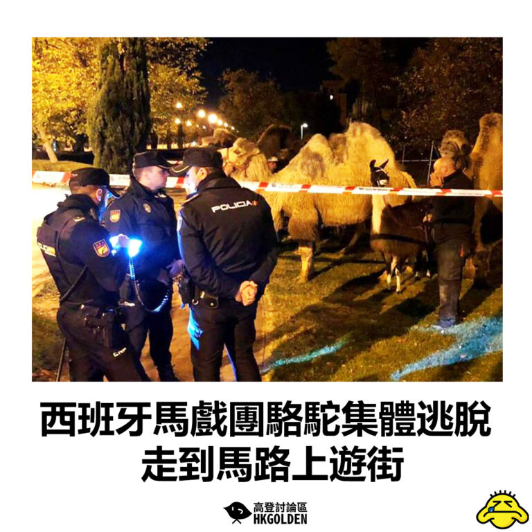 【西班牙馬戲團駱駝集體逃脫  走到馬路上遊街】