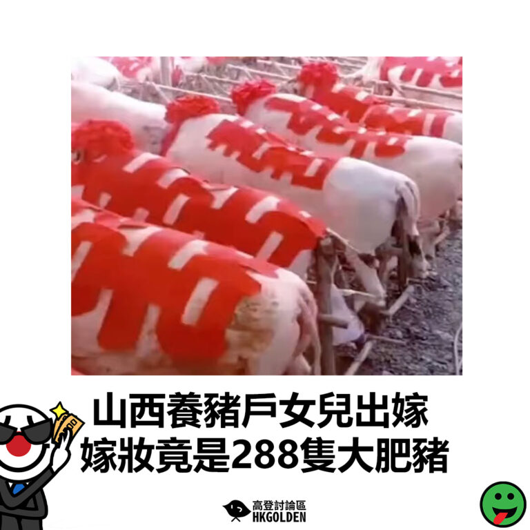 【山西養豬戶女兒出嫁 嫁妝竟是288隻大肥豬】