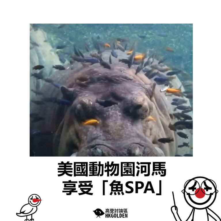 【美國動物園河馬享受「魚SPA」 】