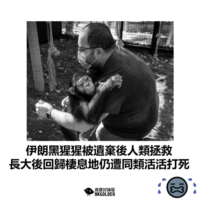 【伊朗黑猩猩被遺棄後人類拯救　長大後回歸棲息地仍遭同類活活打死】