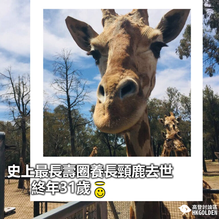 【史上最長壽圈養長頸鹿去世  終年31歲】