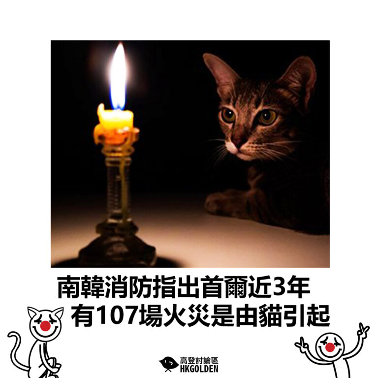 【南韓消防指出首爾近3年  有107場火災是由貓引起】