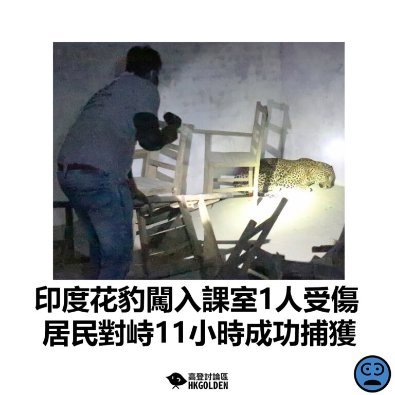 【印度花豹闖入課室1人受傷  居民對峙11小時成功捕獲】