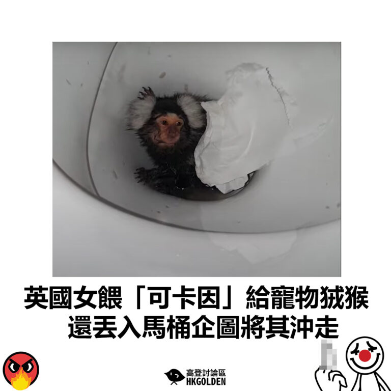 【英國女餵「可卡因」給寵物狨猴 還丟入馬桶企圖將其沖走】
