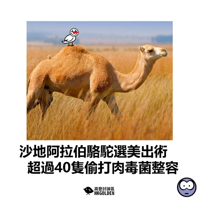 【沙地阿拉伯駱駝選美出術 超過40隻偷打肉毒菌整容】