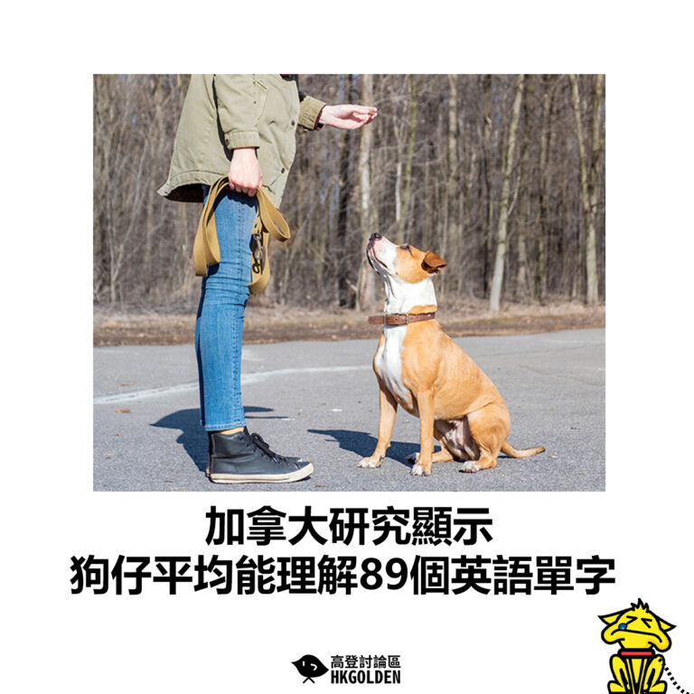 【加拿大研究顯示 狗仔平均能理解89個英語單字】