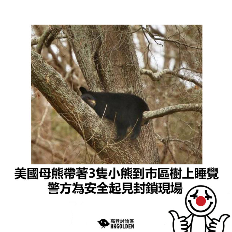 【美國母熊帶著3隻小熊到市區樹上睡覺  警方為安全起見封鎖現場】