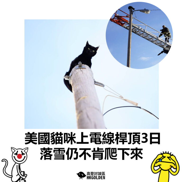 【美國貓咪上電線桿頂3日 落雪仍不肯爬下來】