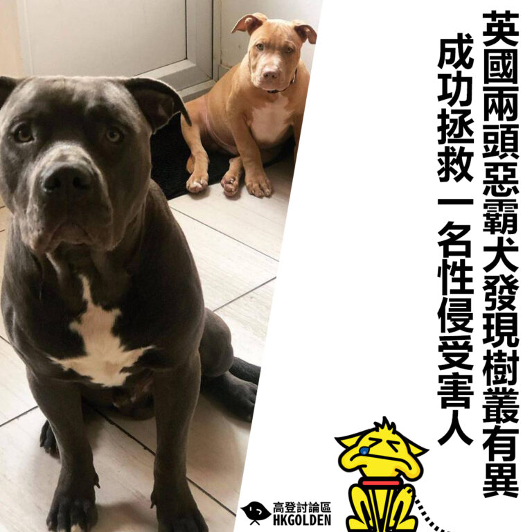 【英國兩頭惡霸犬發現樹叢有異  成功拯救一名性侵受害人】