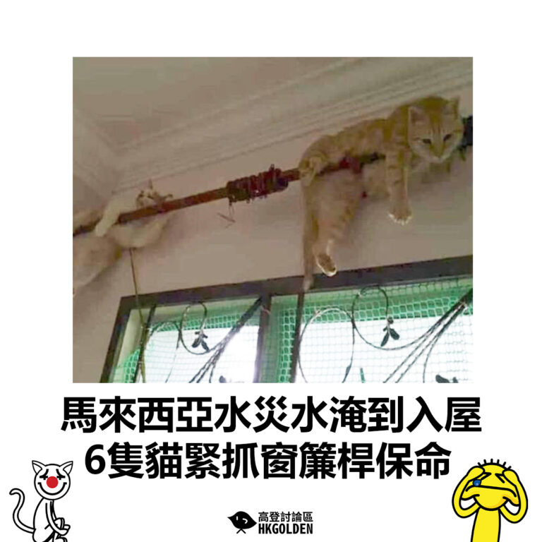 【馬來西亞水災水淹到入屋  6隻貓緊抓窗簾桿保命】