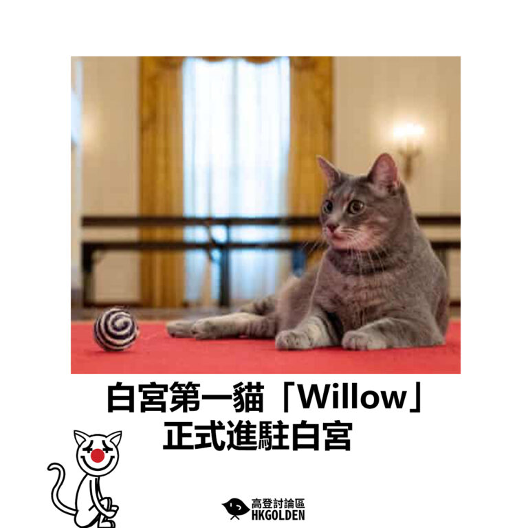 【白宮第一貓「Willow」 正式進駐白宮 】
