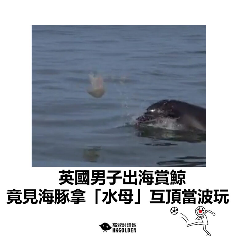 【英國男子出海賞鯨  竟見海豚拿「水母」互頂當波玩】