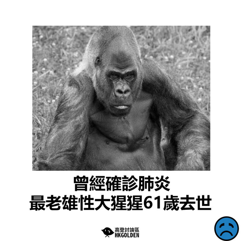【曾經確診肺炎  最老雄性大猩猩61歲去世】