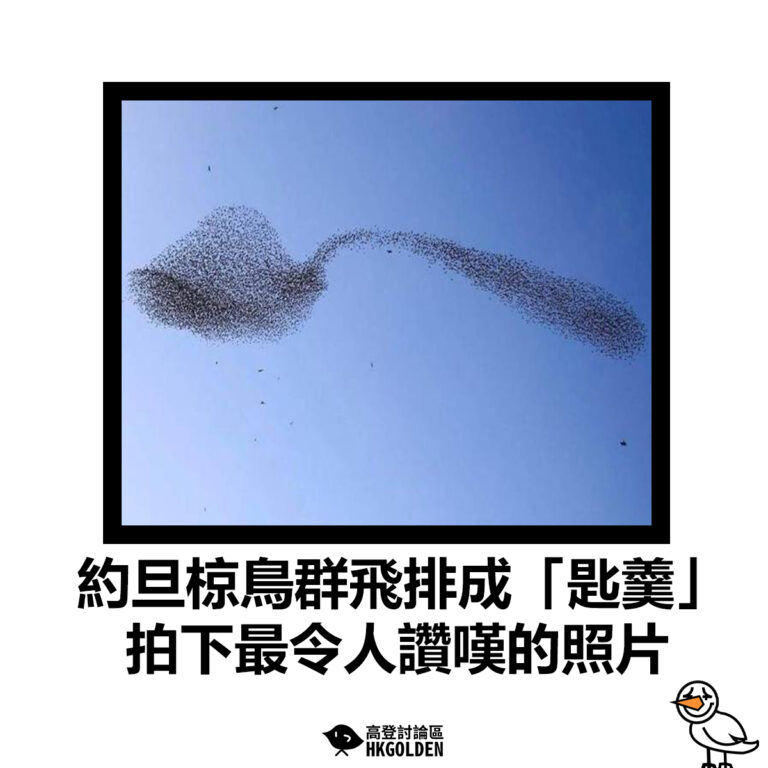 【約旦椋鳥群飛排成「匙羹」 拍下最令人讚嘆的照片】