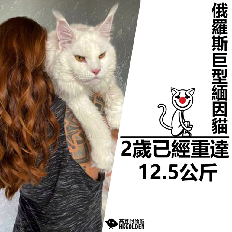 【俄羅斯巨型緬因貓 2歲已經重達12.5公斤】
