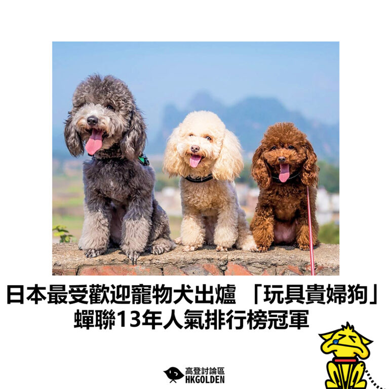 【日本最受歡迎寵物犬出爐 「玩具貴婦狗」蟬聯13年人氣排行榜冠軍】