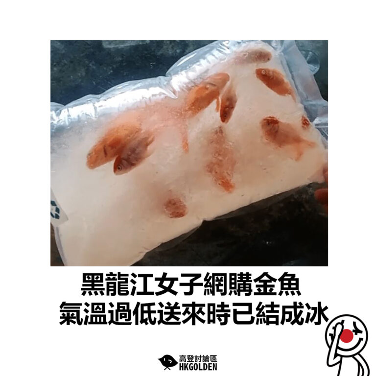 【黑龍江女子網購金魚 氣溫過低送來時已結成冰塊】