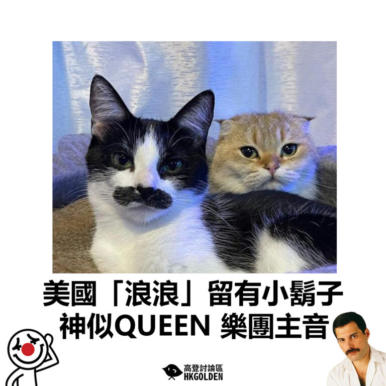 【美國「浪浪」留有小鬍子  神似QUEEN 樂團主音】