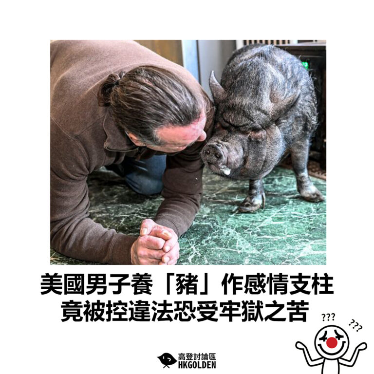 【美國男子養「豬」作感情支柱 竟被控違法恐受牢獄之苦】