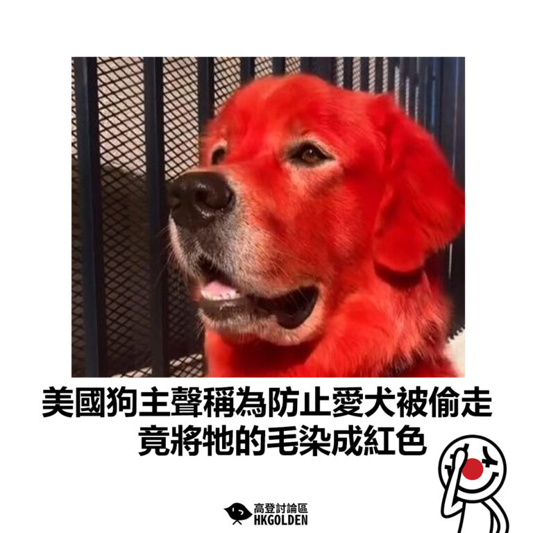 【美國狗主聲稱為防止愛犬被偷走 竟將牠的毛染成紅色】