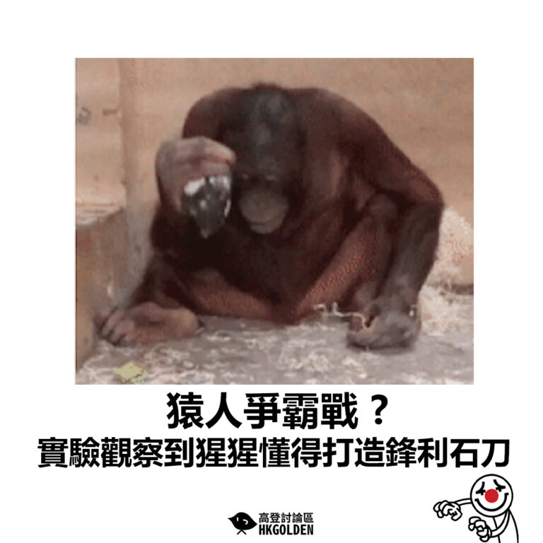 【猿人爭霸戰 ? 實驗觀察到猩猩懂得打造鋒利石刀】