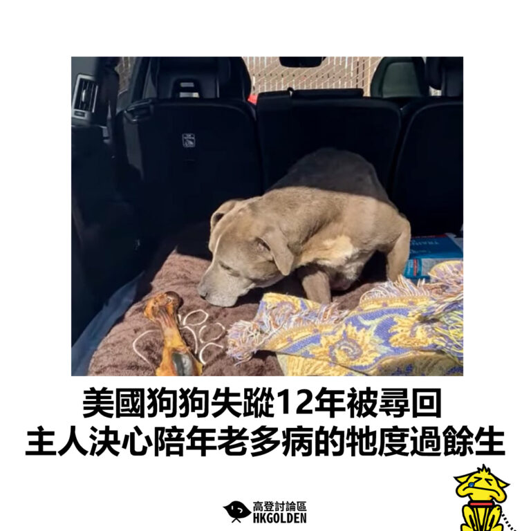 【美國狗狗失蹤12年被尋回  主人決心陪年老多病的牠度過餘生】