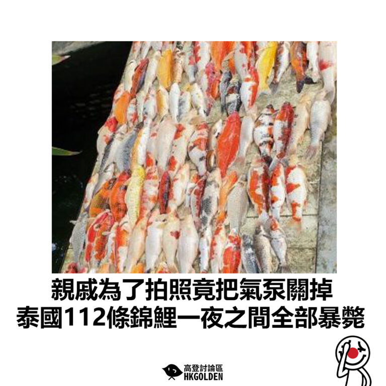 【親戚為了拍照竟把氣泵關掉 泰國112條錦鯉一夜之間全部暴斃】