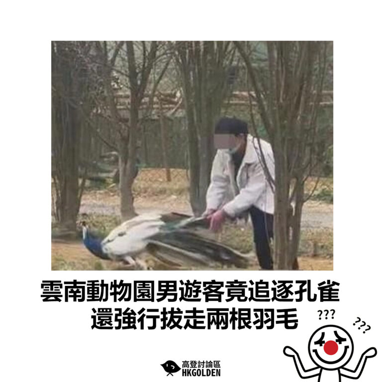 【雲南動物園男遊客竟追逐孔雀　還強行拔走兩根羽毛 】