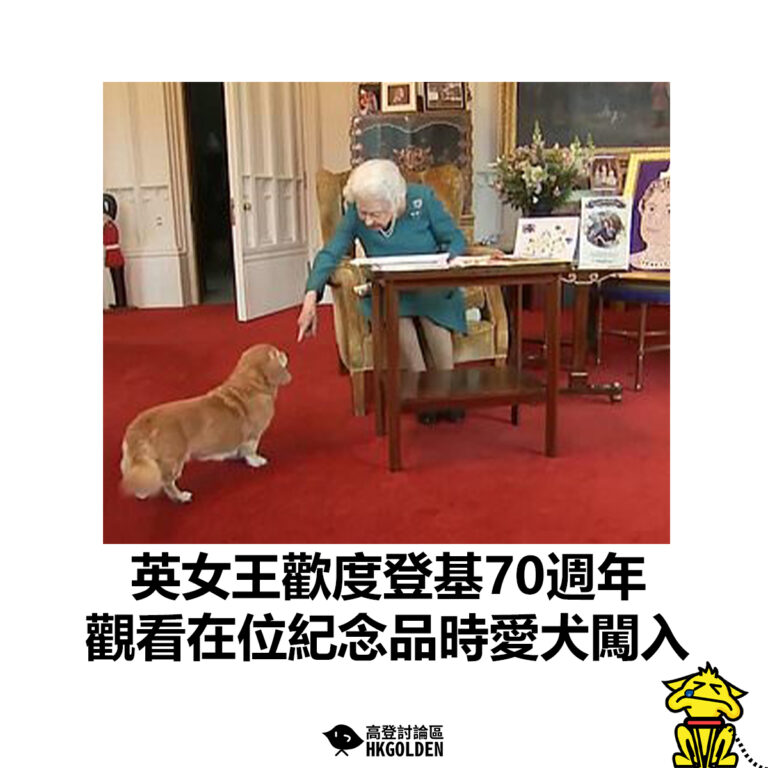 【英女王歡度登基70週年 觀看在位紀念品時愛犬闖入】
