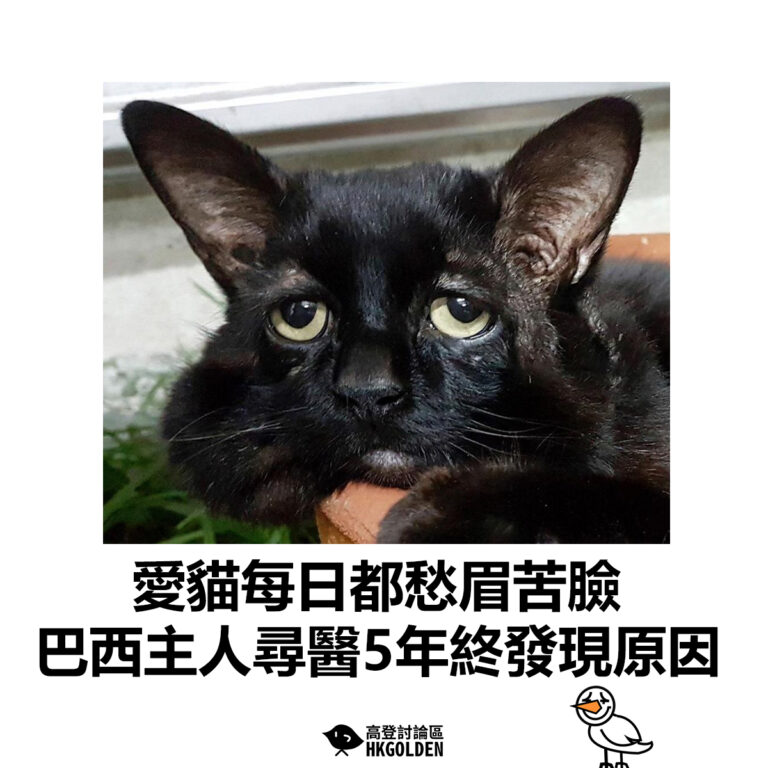 【愛貓每日都愁眉苦臉 巴西主人尋醫5年終發現原因】