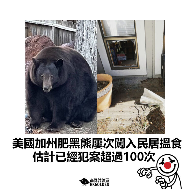 【美國加州肥黑熊屢次闖入民居搵食 估計已經犯案超過100次】