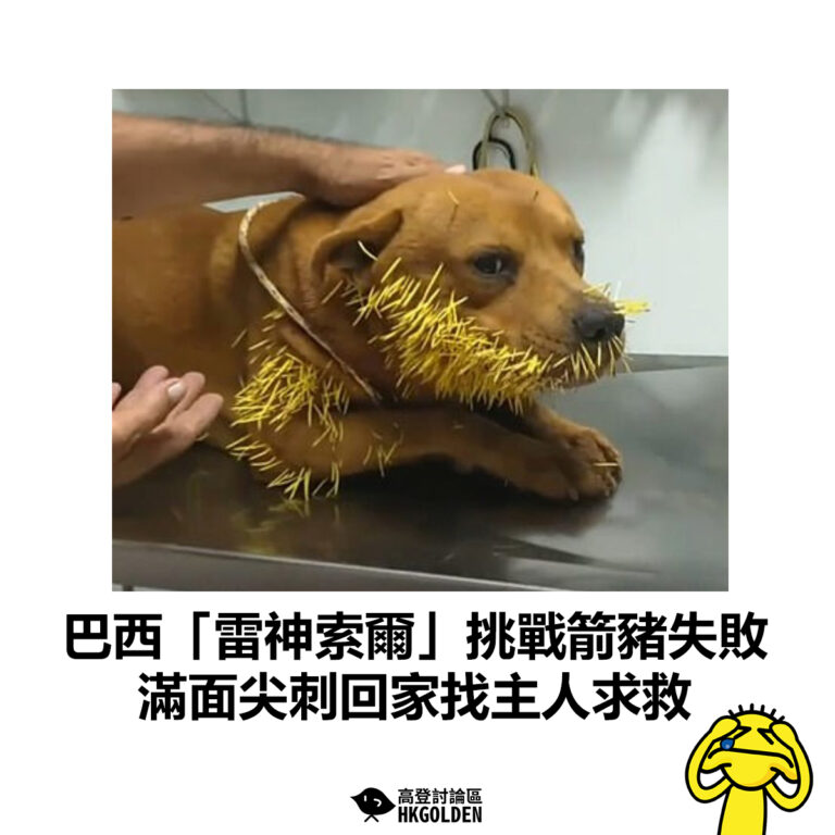 【巴西「雷神索爾」挑戰箭豬失敗 滿面尖刺回家找主人求救】