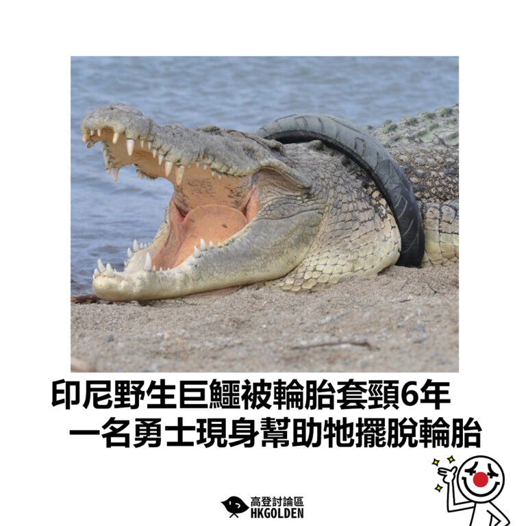 【印尼野生巨鱷被輪胎套頸6年   一名勇士現身幫助牠擺脫輪胎】